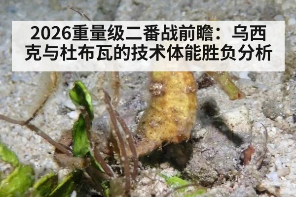 2026重量级二番战前瞻：乌西克与杜布瓦的技术体能胜负分析